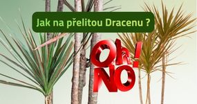 Péče o pokojové květiny a tipy od nás